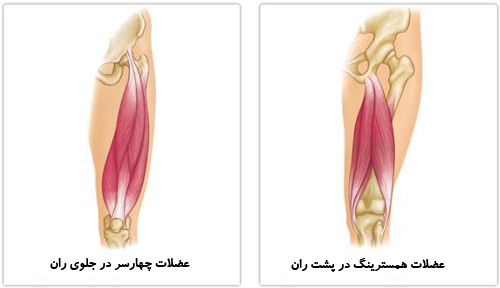 عضلات چهارسر در جلوی ران