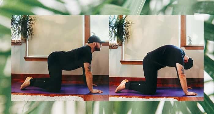 حرکت گربه شتر برای کمر درد مزمن